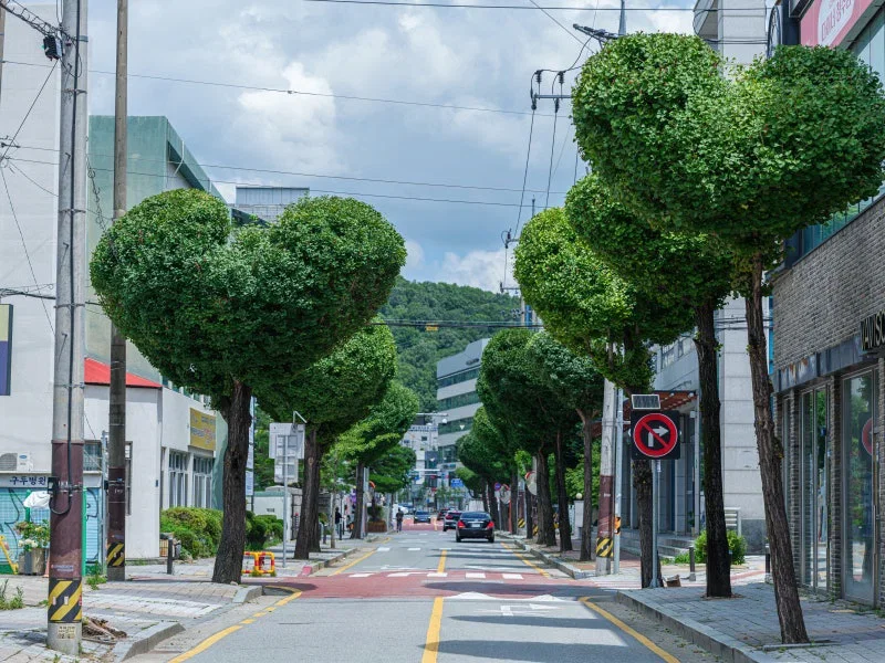 현재 미감 반응 𝙅𝙊𝙉𝙉𝘼 갈리는 하트나무길..JPG | 인스티즈