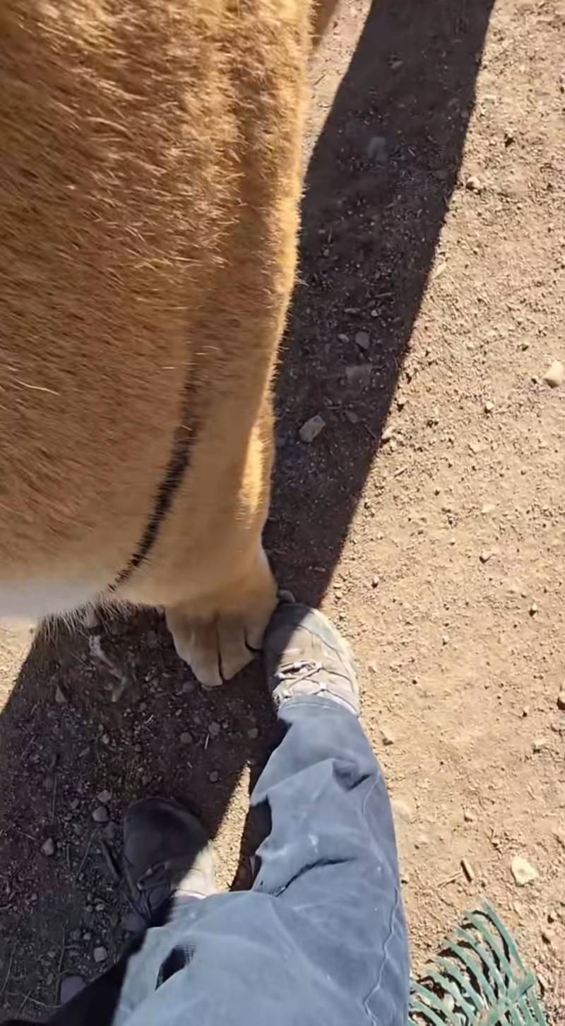 [잡담] 나도 이런 길냥이 키우고시퍼... | 인스티즈