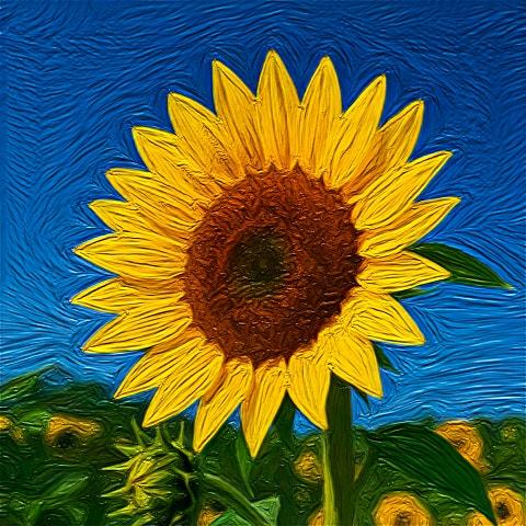 Sunflower