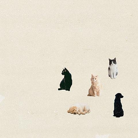 Cats and dogs