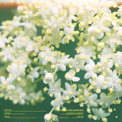 Elderflower