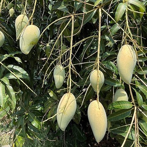 Green Mango