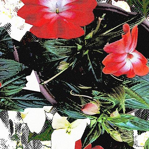 봉숭아꽃