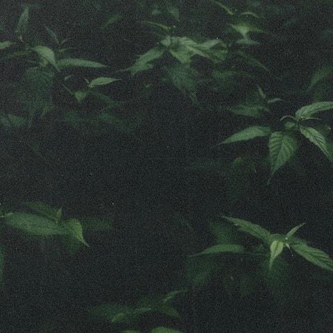 멀리