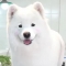 대표 사진
