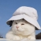 대표 사진