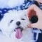 대표 사진