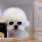 대표 사진