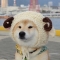 대표 사진