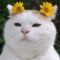대표 사진