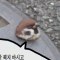 대표 사진