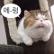 대표 사진