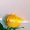대표 사진
