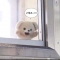 대표 사진