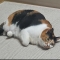 대표 사진