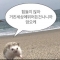 대표 사진