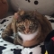 대표 사진