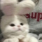 대표 사진