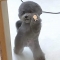 대표 사진