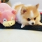 대표 사진