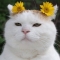 대표 사진