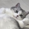 대표 사진