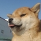 대표 사진