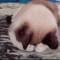 대표 사진