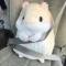 대표 사진