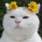 대표 사진