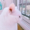 대표 사진