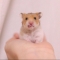 대표 사진