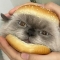 대표 사진