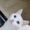 대표 사진