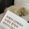 대표 사진