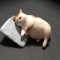 대표 사진