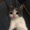대표 사진