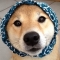 대표 사진