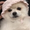 대표 사진