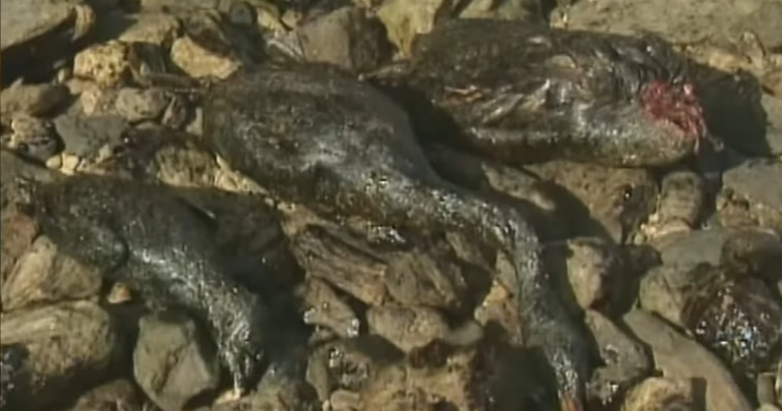 해외: 니네 이거복구하려면 최소20년이야. 유감. 한국인들: 머라고? 드가자!!!! | 인스티즈