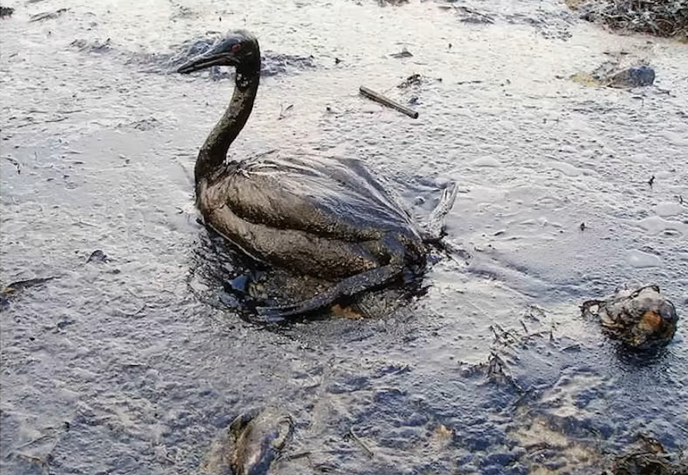 해외: 니네 이거복구하려면 최소20년이야. 유감. 한국인들: 머라고? 드가자!!!! | 인스티즈