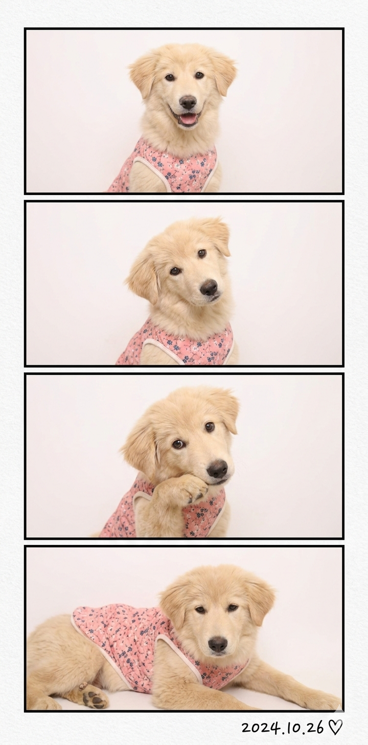 제미나이 나노바나나2로 반려동물과 함께 찍은 것 같은 자연스러운 네컷사진과 동영상 만들기.Gemini | 인스티즈