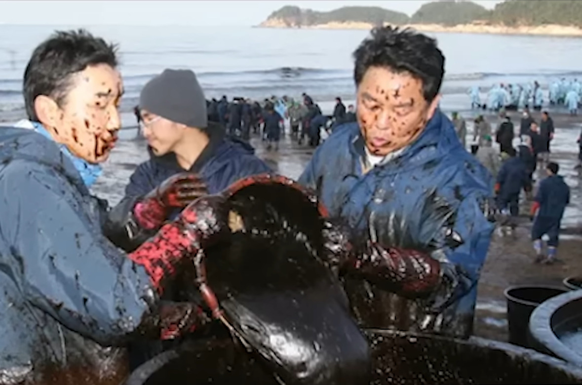 해외: 니네 이거복구하려면 최소20년이야. 유감. 한국인들: 머라고? 드가자!!!! | 인스티즈