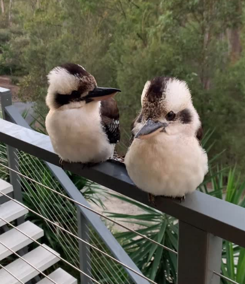 새가 너무 바부같이 생김.... | 인스티즈