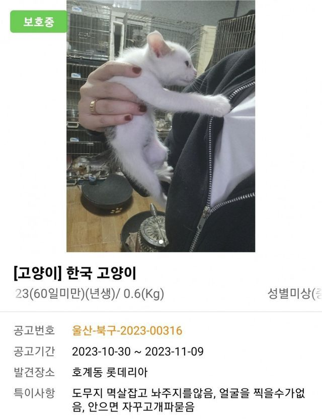 도무지 멱살잡고 놔주지를 않음(보호소 홍보) | 인스티즈