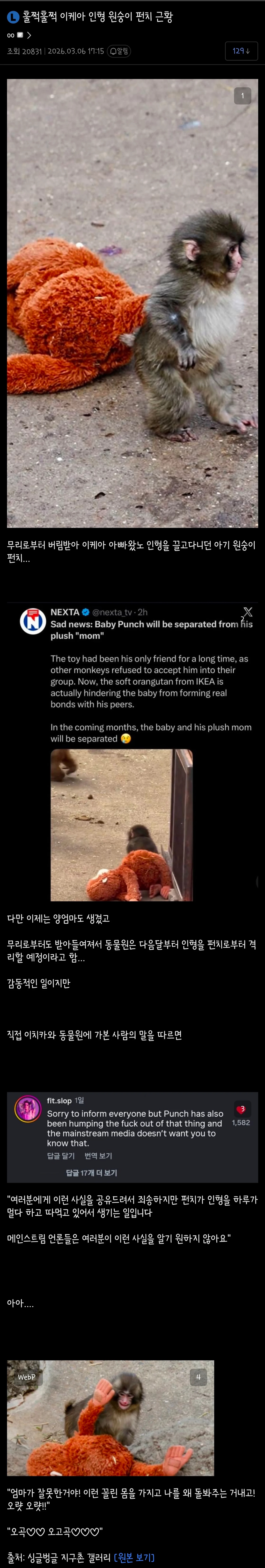 훌쩍훌쩍 이케아 인형 갖고 놀던 원숭이 '펀치' 근황.jpg | 인스티즈