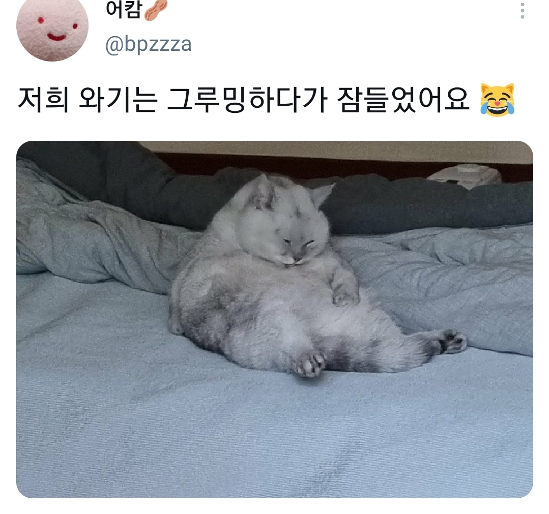 웃긴 포즈로 잠자는 고양이 대회.twt | 인스티즈