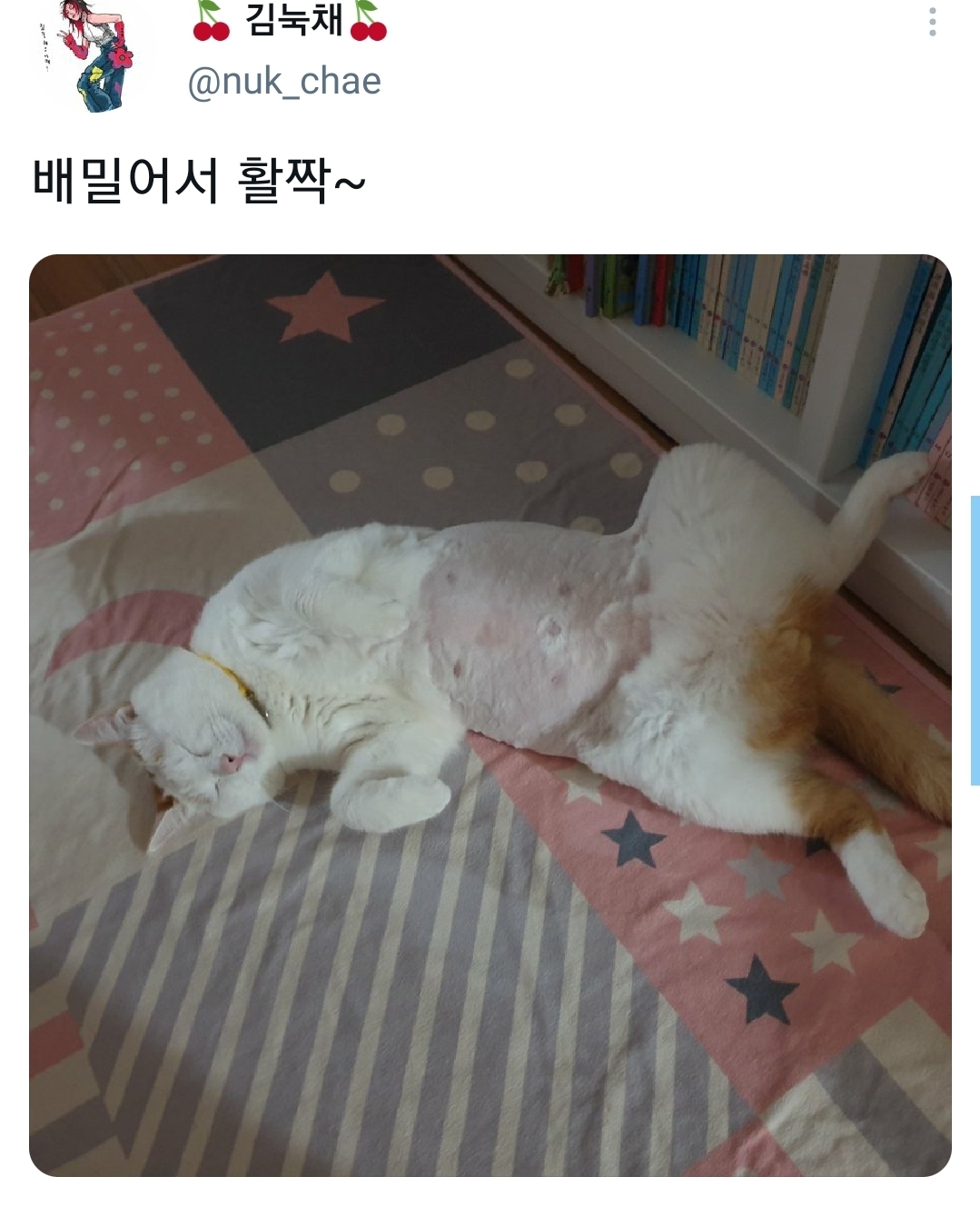 웃긴 포즈로 잠자는 고양이 대회.twt | 인스티즈
