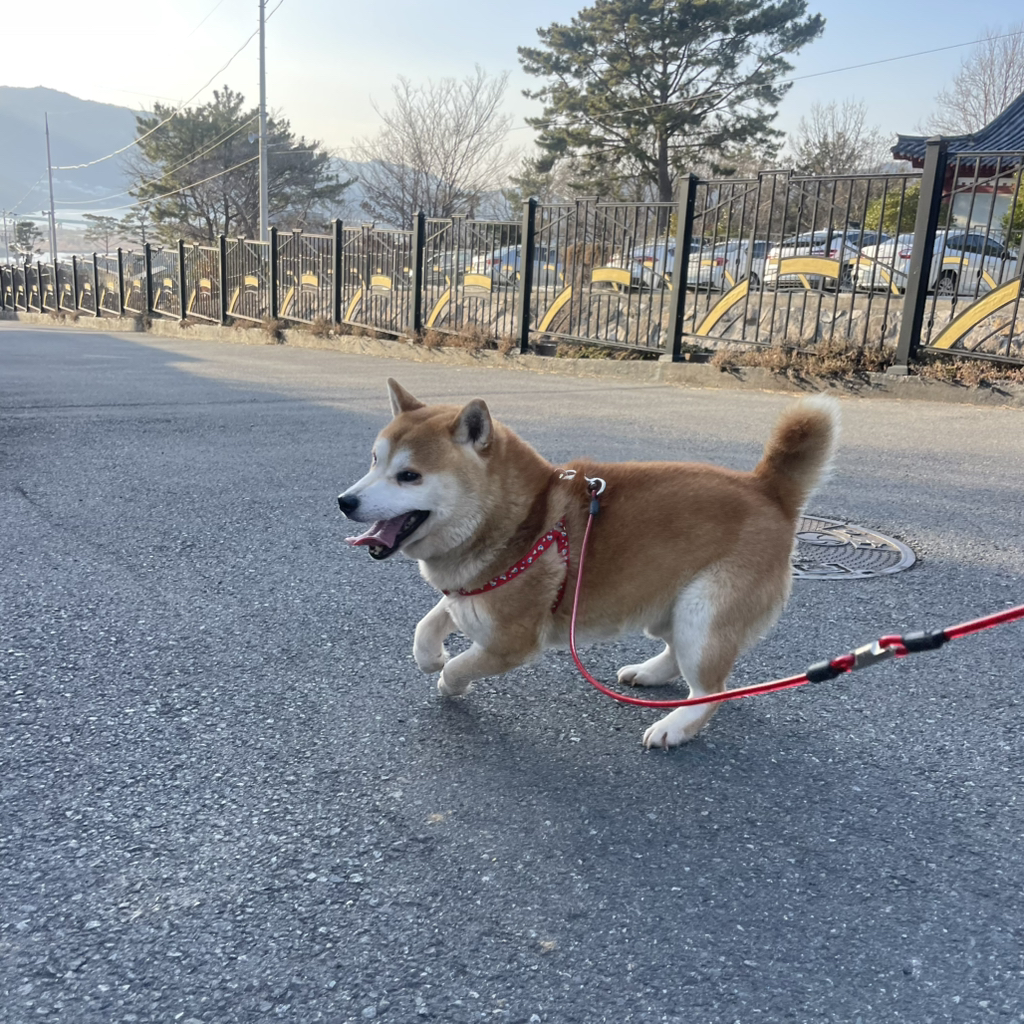 유기견 입양 극구 반대하던 갭 현황 | 인스티즈