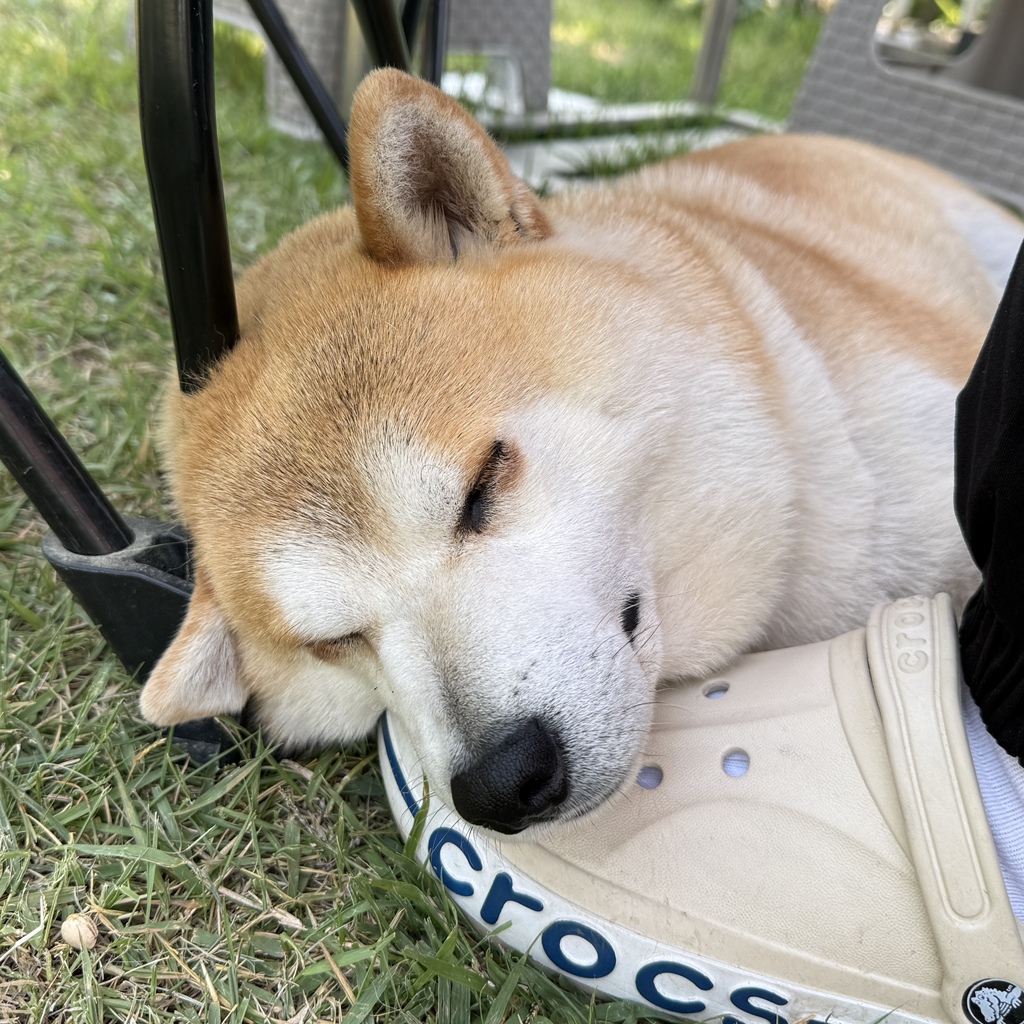 유기견 입양 극구 반대하던 갭 현황 | 인스티즈